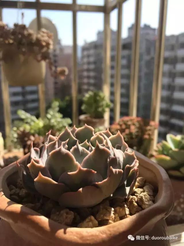 春日阳光下的绿植,阳台上最好看的多肉