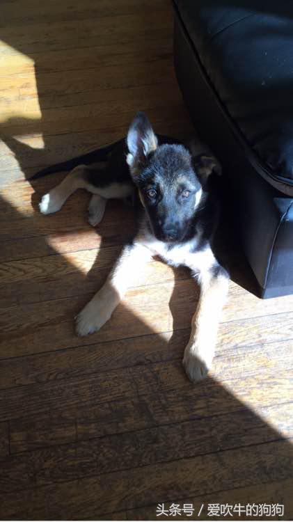 德牧小时候很淘气,德牧多大就不淘气了