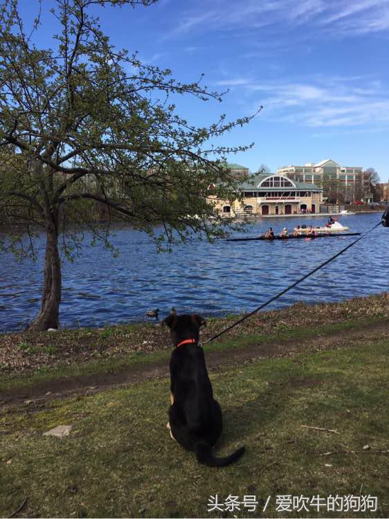 德牧小时候很淘气,德牧多大就不淘气了