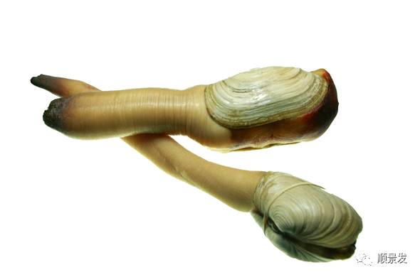 十种常见贝类海鲜图片,贝类海鲜全图