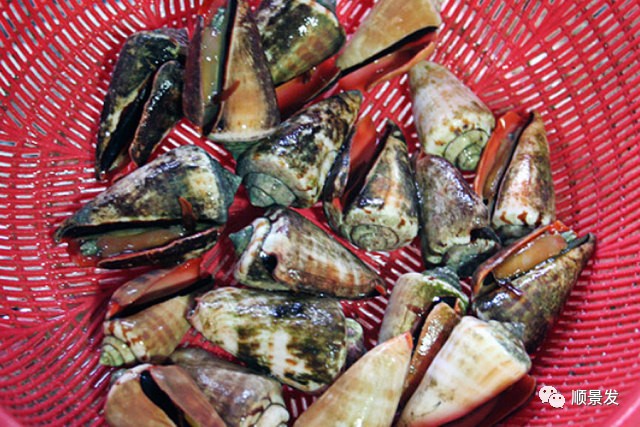 十种常见贝类海鲜图片,贝类海鲜全图