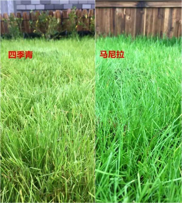 低成本自己改造屋顶花园,自己动手建房子花园