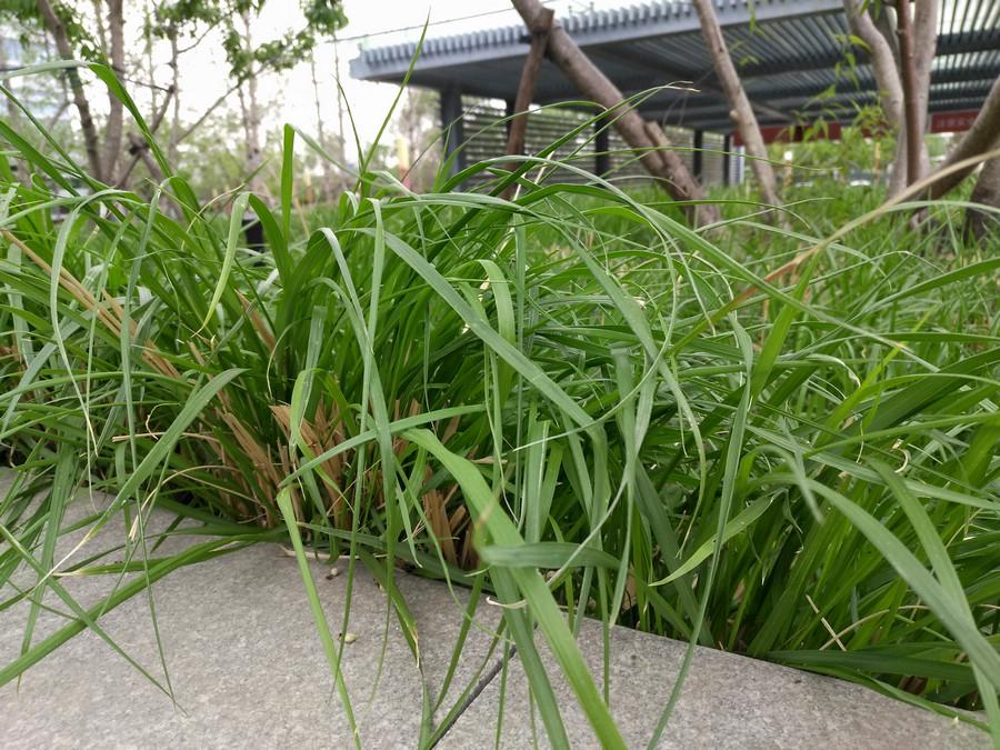 金立m6splus与金立m6,金立m6splus黑色怎么样