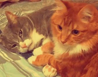 网友养了一群哈士奇,被网友养崩溃的哈士奇