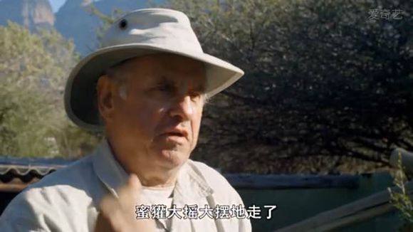 5只平头哥大战一头狮子,狮子隔着铁网吼了平头哥一声