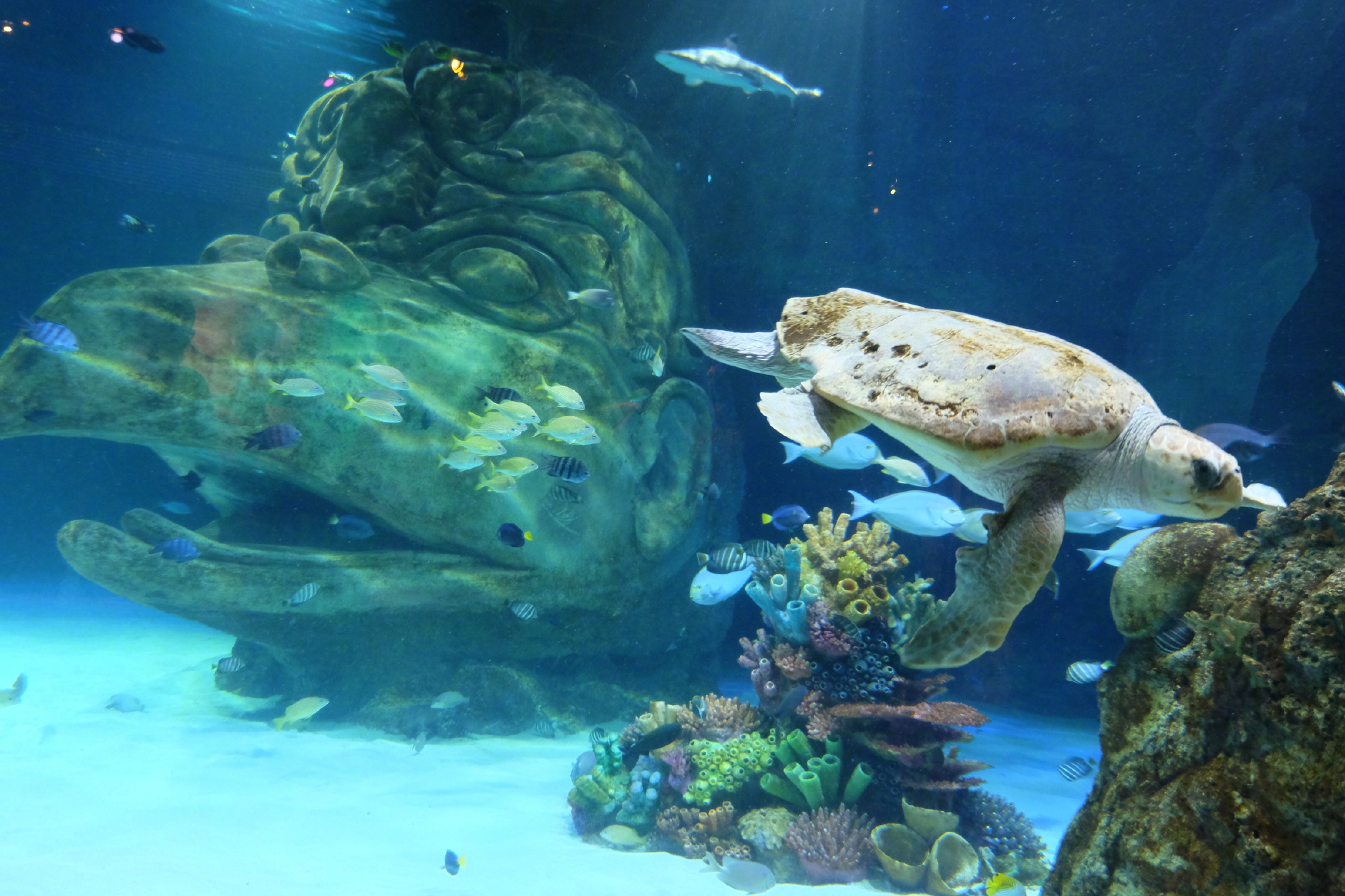 佛罗里达七日游攻略,佛罗里达5天旅游