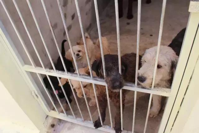 不过是一群流浪狗，却有人为它们耗尽了青春