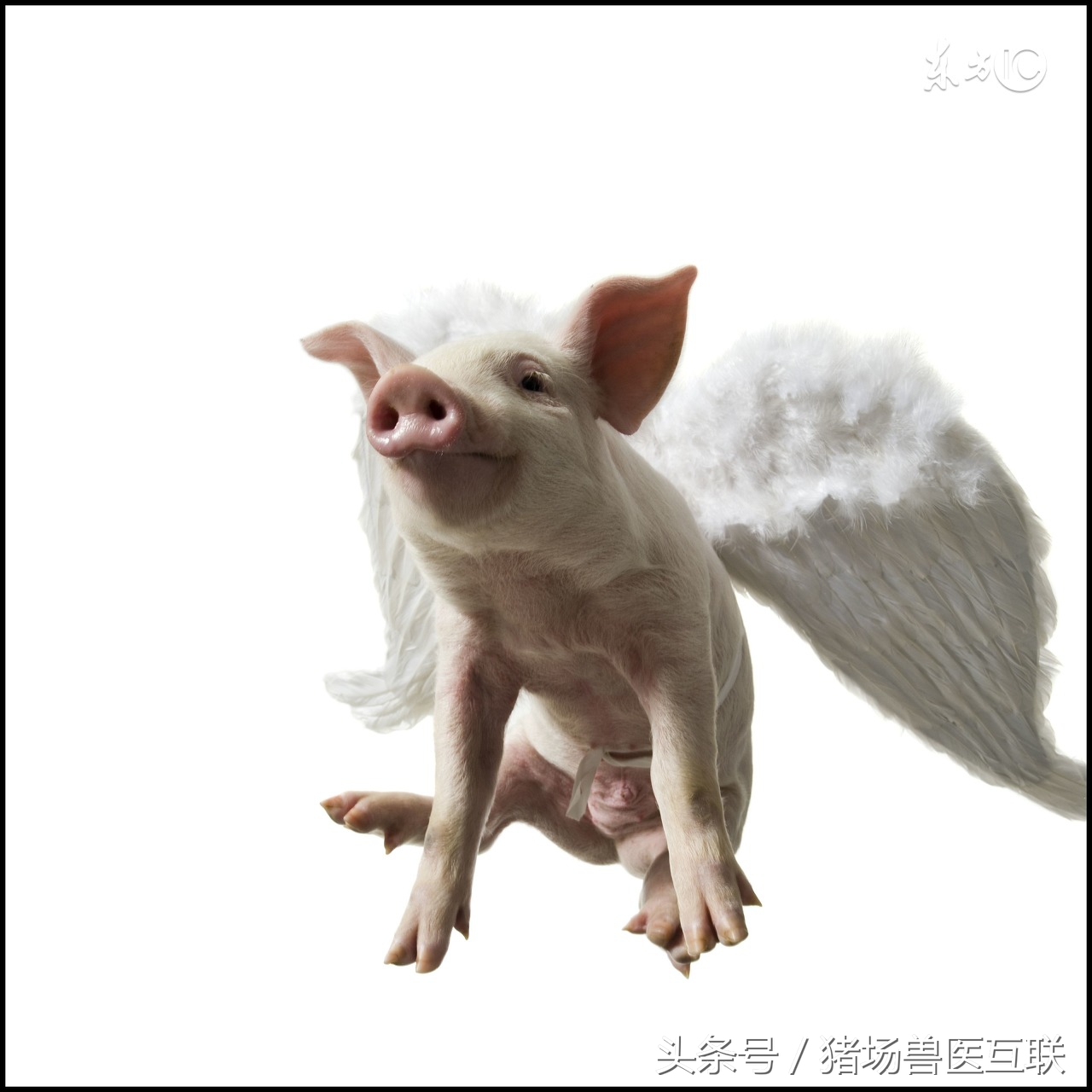 泰妙菌素能治断奶仔猪拉稀吗,仔猪断奶前打什么针预防拉稀