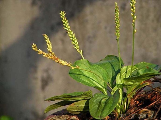 房前屋后的野菜,农村到处都是野菜