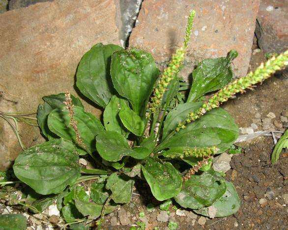 房前屋后的野菜,农村到处都是野菜