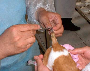 你给猪断尾的方法正确吗？这4种方法你应该了解！