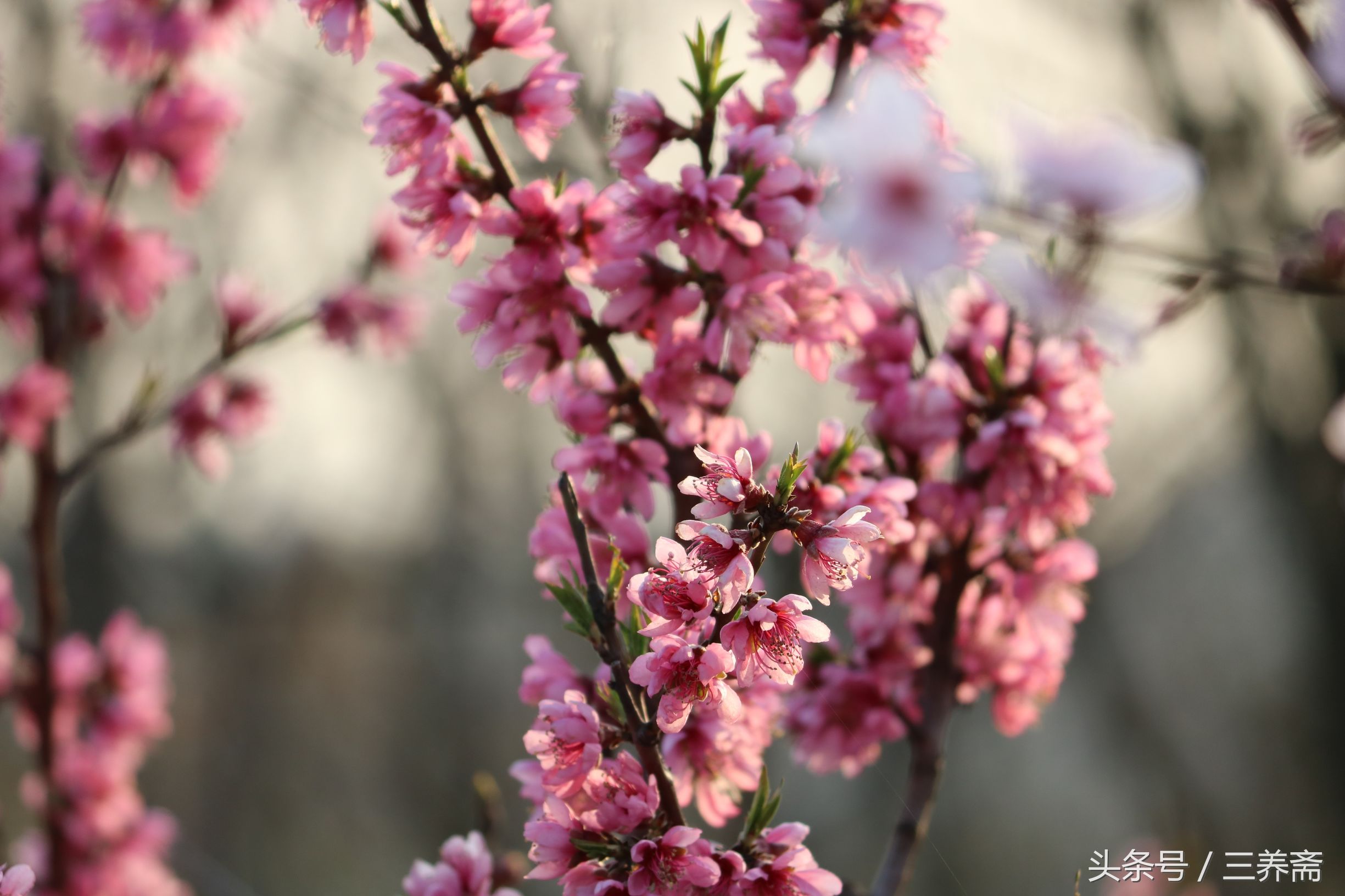 忆江南平仄填词,宋词填词模板忆江南