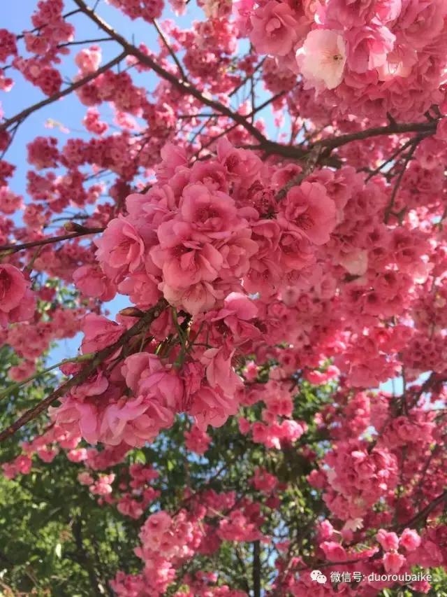 春日阳光下的绿植,阳台上最好看的多肉