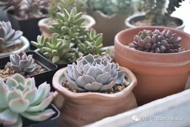 春日阳光下的绿植,阳台上最好看的多肉