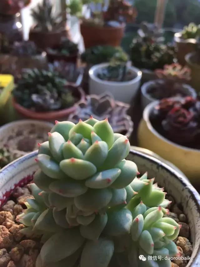 春日阳光下的绿植,阳台上最好看的多肉