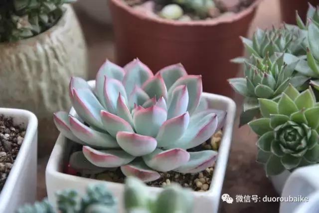 春日阳光下的绿植,阳台上最好看的多肉