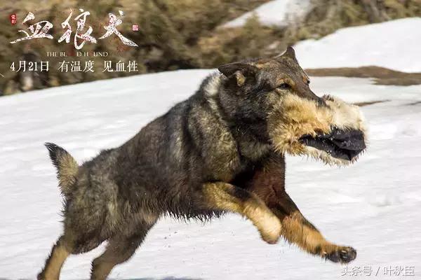 血狼犬狼犬大战,血狼犬打斗视频
