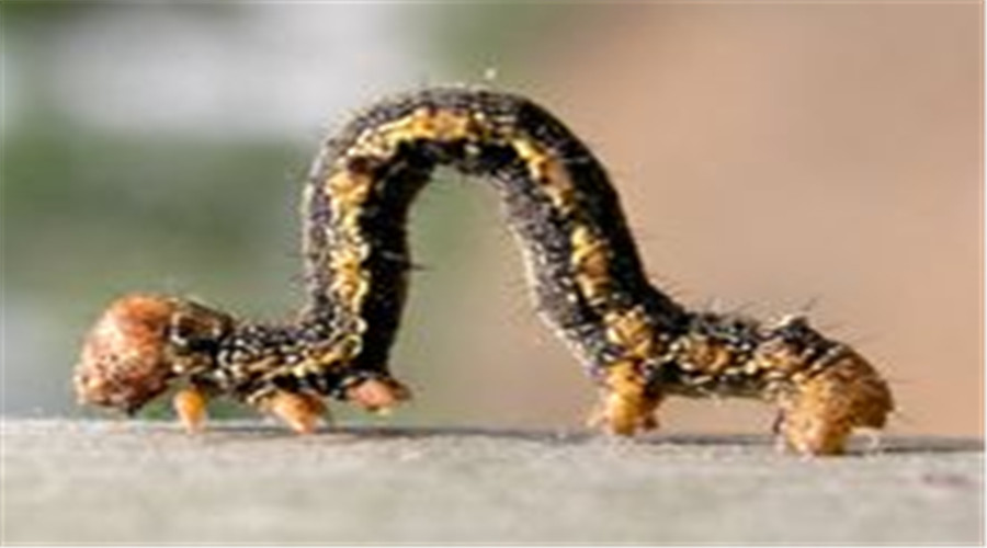 园林养护这个工作怎么样,园林绿地建植与养护管理