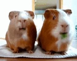 霸都面馆排行榜,超级大碗的重庆小面