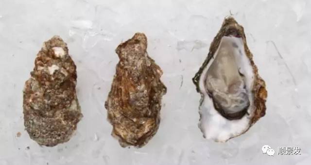 十种常见贝类海鲜图片,贝类海鲜全图