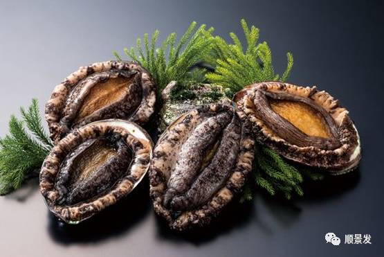 十种常见贝类海鲜图片,贝类海鲜全图