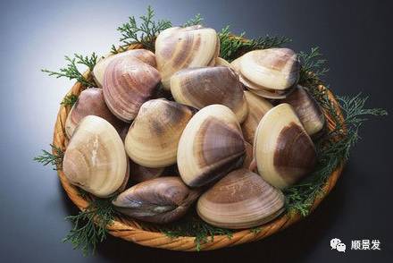 十种常见贝类海鲜图片,贝类海鲜全图