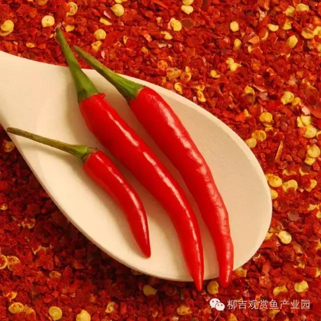 观赏鱼生病不用着急，家中食材也能治鱼病