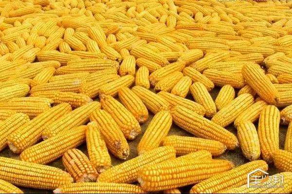 京科968玉米品种介绍,隆禧119玉米品种介绍