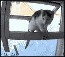 网友养了一群哈士奇,被网友养崩溃的哈士奇