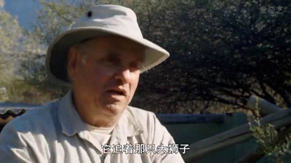 5只平头哥大战一头狮子,狮子隔着铁网吼了平头哥一声