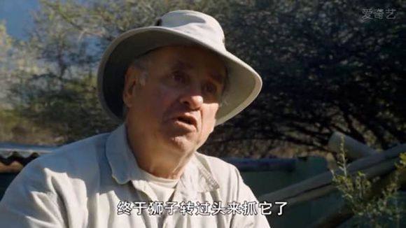 5只平头哥大战一头狮子,狮子隔着铁网吼了平头哥一声