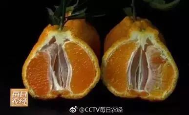 丑橘是越丑越好吃吗,丑橘怎么挑选最好吃