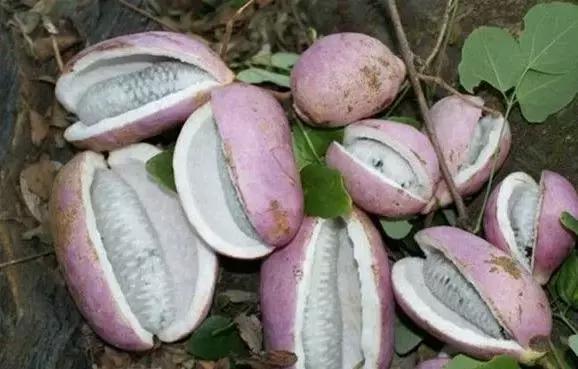 合肥野果治百病,哪些野果吃了最好吃呢