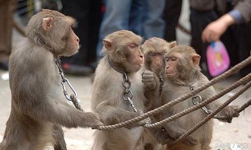 曾记否，在街头，一副沙哑的嗓子和几只猴