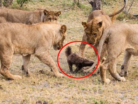 蜜獾和鬣狗哪个厉害,非洲蜜獾跟鬣狗谁厉害