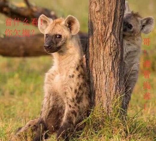 蜜獾和鬣狗哪个厉害,非洲蜜獾跟鬣狗谁厉害