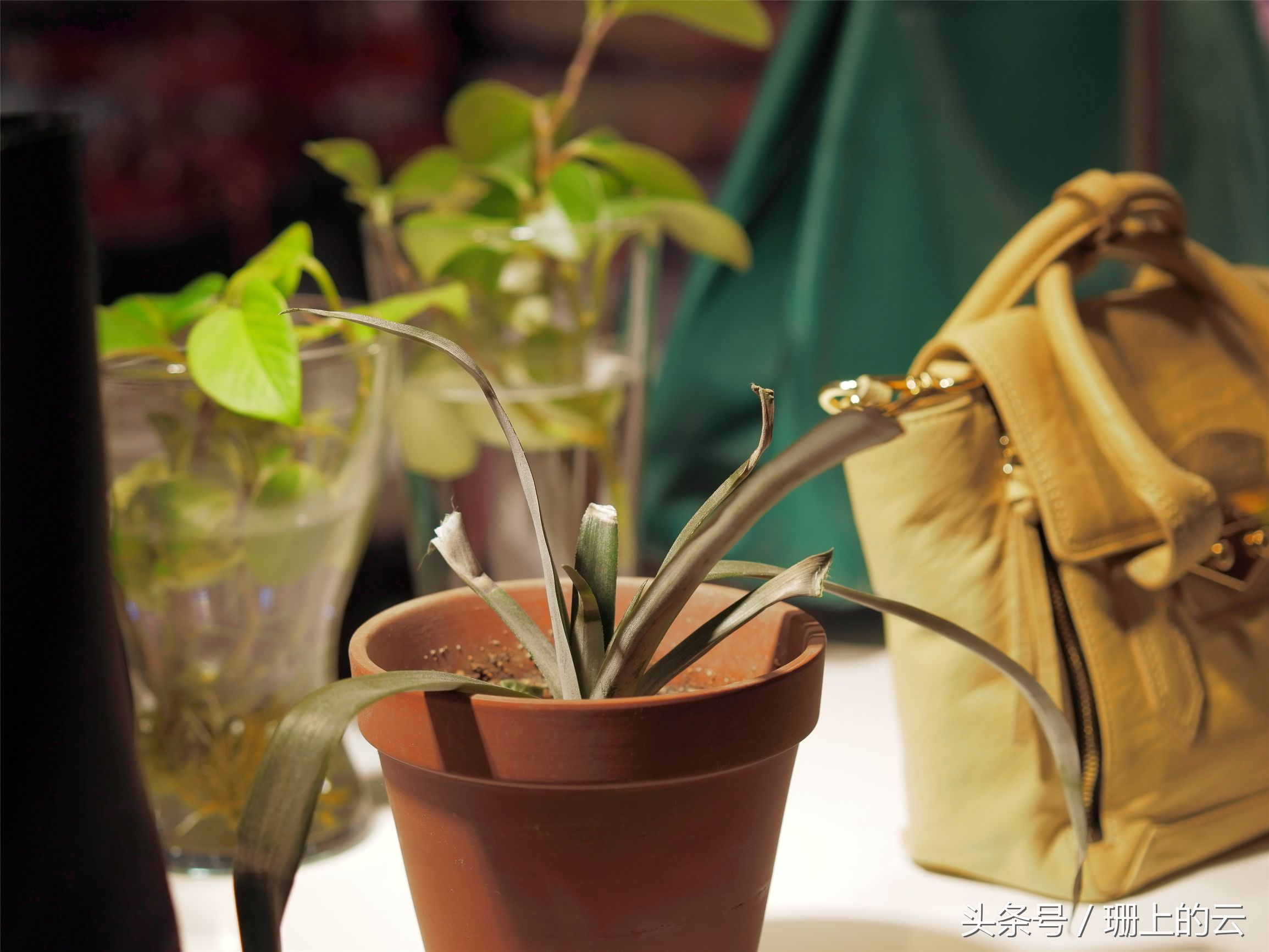 小蚁最新微单,小白体验八大旗舰手机