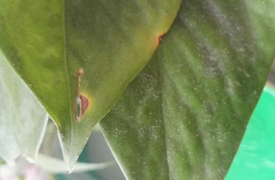 水养绿萝烂根的原因及解决方法,绿萝烂根了怎么办才能挽救