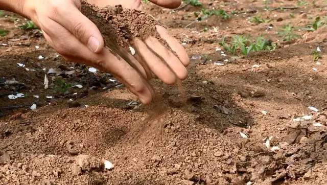 他辞去500强企业的工作,毅然决然开荒种梨,最后怎么样了