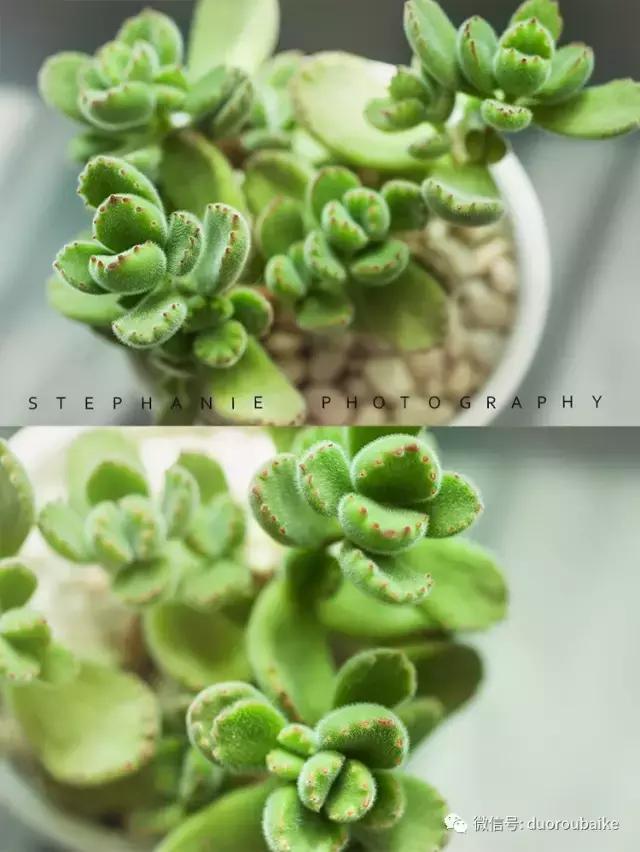 紫外线照射对植物的影响,紫外线光对植物生长的影响