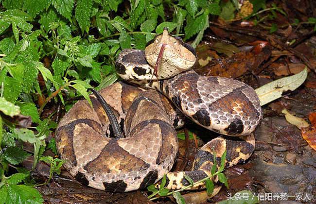 被五步蛇咬了怎么办三种方法,被五步蛇咬了怎么办搞笑回答