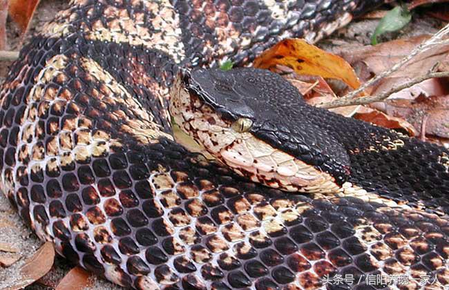 被五步蛇咬了怎么办三种方法,被五步蛇咬了怎么办搞笑回答