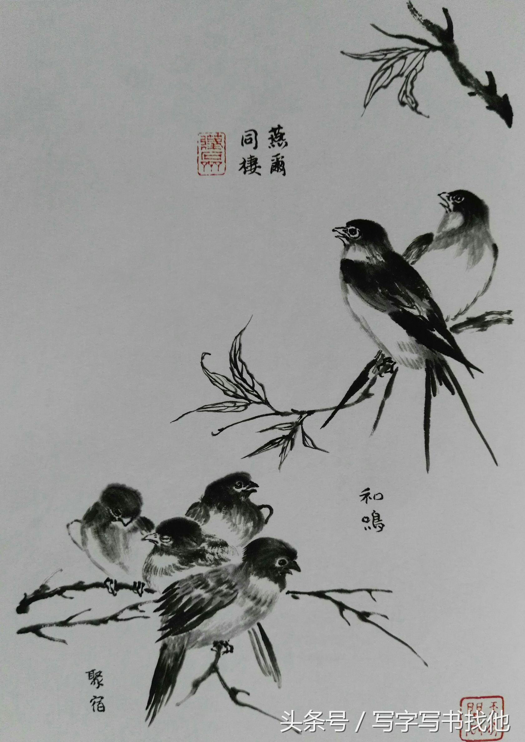 100幅鸟的画法内附绘画步骤,画鸟初学者入门步骤