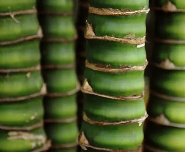 罗汉竹竹节竿3米6,仿竹节式罗汉竹鲫鱼竿