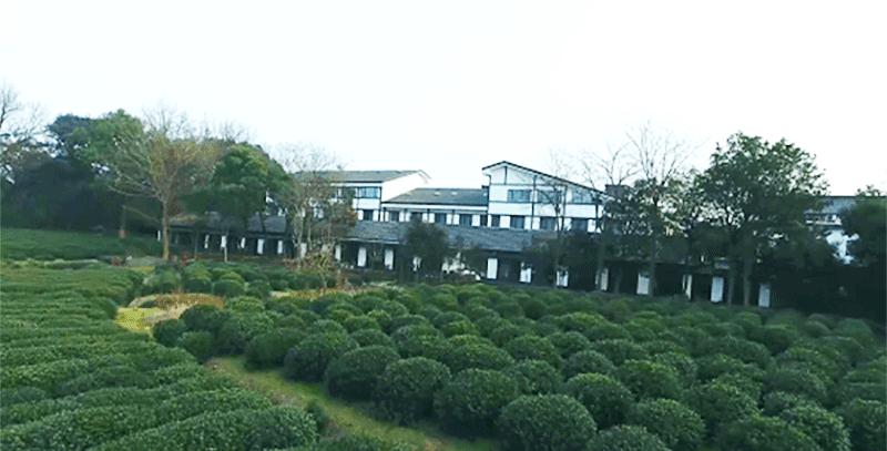 鲁豫和杨丽萍照片,美哭了新疆舞蹈