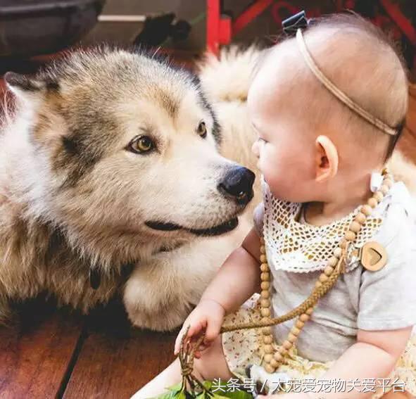 阿拉斯加犬活宠,一周照顾一次的宠物