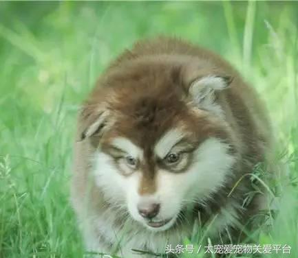 阿拉斯加犬活宠,一周照顾一次的宠物