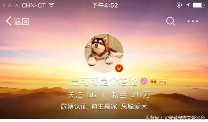 阿拉斯加犬活宠,一周照顾一次的宠物