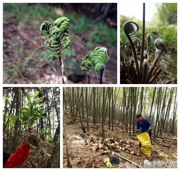 铜陵顺安镇航拍,铜陵自然风景