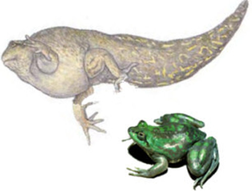 你知道蝌蚪是如何变成青蛙的吗,蝌蚪为什么要变成馒头蛙